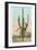 Giant Multi-Armed Saguaro Cactus-null-Framed Art Print