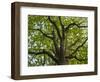 Giant oak. Hainich woodland in Thuringia, Primeval Beech Forests of the Carpathians-Martin Zwick-Framed Photographic Print