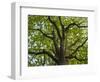 Giant oak. Hainich woodland in Thuringia, Primeval Beech Forests of the Carpathians-Martin Zwick-Framed Photographic Print