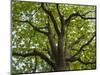 Giant oak. Hainich woodland in Thuringia, Primeval Beech Forests of the Carpathians-Martin Zwick-Mounted Photographic Print