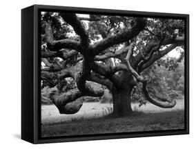 Giant Oak Tree on Martha's Vineyard-Alfred Eisenstaedt-Framed Stretched Canvas