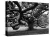 Giant Oak Tree on Martha's Vineyard-Alfred Eisenstaedt-Stretched Canvas