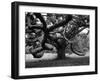 Giant Oak Tree on Martha's Vineyard-Alfred Eisenstaedt-Framed Photographic Print