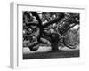 Giant Oak Tree on Martha's Vineyard-Alfred Eisenstaedt-Framed Photographic Print