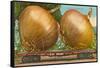 Giant Onions on Flatbed-null-Framed Stretched Canvas