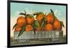 Giant Oranges in Rail Car-null-Framed Art Print