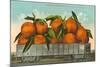 Giant Oranges in Rail Car-null-Mounted Art Print