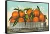 Giant Oranges on Flatbed, Florida-null-Framed Stretched Canvas