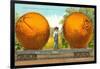 Giant Oranges on Flatbed-null-Framed Art Print