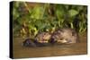 Giant Otter adult with young in water, Pantanal, Brazil-Tony Heald-Stretched Canvas