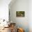 Giant Otter adult with young in water, Pantanal, Brazil-Tony Heald-Photographic Print displayed on a wall