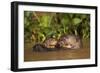 Giant Otter adult with young in water, Pantanal, Brazil-Tony Heald-Framed Photographic Print