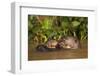 Giant Otter adult with young in water, Pantanal, Brazil-Tony Heald-Framed Photographic Print