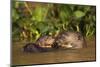 Giant Otter adult with young in water, Pantanal, Brazil-Tony Heald-Mounted Photographic Print