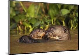 Giant Otter adult with young in water, Pantanal, Brazil-Tony Heald-Mounted Photographic Print