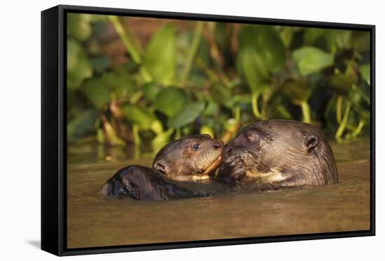 Giant Otter adult with young in water, Pantanal, Brazil-Tony Heald-Framed Stretched Canvas