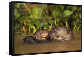 Giant Otter adult with young in water, Pantanal, Brazil-Tony Heald-Framed Stretched Canvas