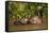 Giant Otter adult with young in water, Pantanal, Brazil-Tony Heald-Framed Stretched Canvas