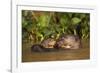 Giant Otter adult with young in water, Pantanal, Brazil-Tony Heald-Framed Photographic Print