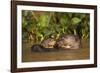 Giant Otter adult with young in water, Pantanal, Brazil-Tony Heald-Framed Photographic Print