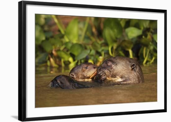 Giant Otter adult with young in water, Pantanal, Brazil-Tony Heald-Framed Photographic Print