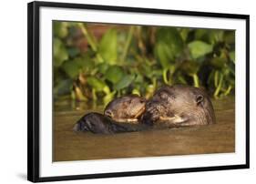 Giant Otter adult with young in water, Pantanal, Brazil-Tony Heald-Framed Photographic Print