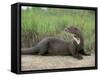 Giant Otter, Guyana-Pete Oxford-Framed Stretched Canvas