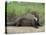 Giant Otter, Guyana-Pete Oxford-Stretched Canvas