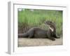 Giant Otter, Guyana-Pete Oxford-Framed Photographic Print