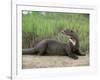 Giant Otter, Guyana-Pete Oxford-Framed Photographic Print