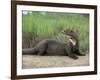 Giant Otter, Guyana-Pete Oxford-Framed Photographic Print