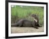 Giant Otter, Guyana-Pete Oxford-Framed Photographic Print