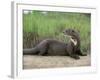 Giant Otter, Guyana-Pete Oxford-Framed Photographic Print