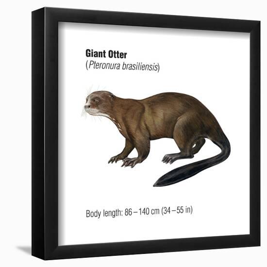 Giant Otter (Pteronura Brasiliensis), Mammals-Encyclopaedia Britannica-Framed Poster