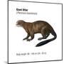 Giant Otter (Pteronura Brasiliensis), Mammals-Encyclopaedia Britannica-Mounted Poster