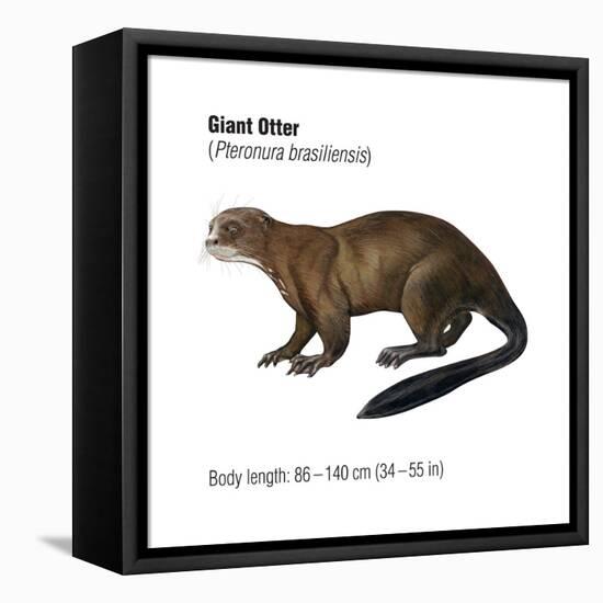 Giant Otter (Pteronura Brasiliensis), Mammals-Encyclopaedia Britannica-Framed Stretched Canvas