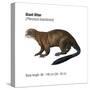 Giant Otter (Pteronura Brasiliensis), Mammals-Encyclopaedia Britannica-Stretched Canvas