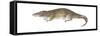 Giant Otter Shrew (Potamogale Velox), Mammals-Encyclopaedia Britannica-Framed Stretched Canvas