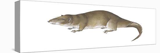 Giant Otter Shrew (Potamogale Velox), Mammals-Encyclopaedia Britannica-Stretched Canvas