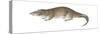 Giant Otter Shrew (Potamogale Velox), Mammals-Encyclopaedia Britannica-Stretched Canvas