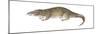 Giant Otter Shrew (Potamogale Velox), Mammals-Encyclopaedia Britannica-Mounted Poster