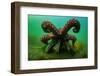 Giant Pacific octopus after release from captivity, Canada-Shane Gross-Framed Photographic Print