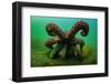 Giant Pacific octopus after release from captivity, Canada-Shane Gross-Framed Photographic Print