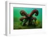 Giant Pacific octopus after release from captivity, Canada-Shane Gross-Framed Photographic Print