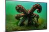 Giant Pacific octopus after release from captivity, Canada-Shane Gross-Mounted Photographic Print