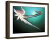 Giant Pacific Octopus, Pacific Northwest, USA-Stuart Westmoreland-Framed Premium Photographic Print