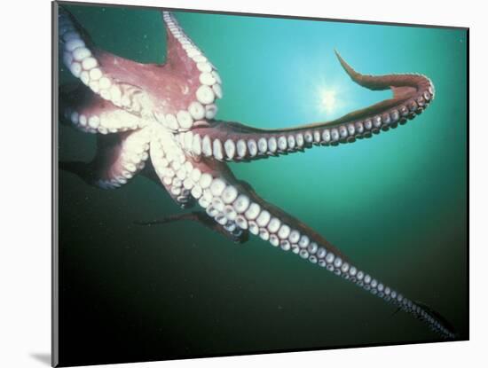 Giant Pacific Octopus, Pacific Northwest, USA-Stuart Westmoreland-Mounted Premium Photographic Print