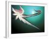 Giant Pacific Octopus, Pacific Northwest, USA-Stuart Westmoreland-Framed Photographic Print