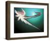 Giant Pacific Octopus, Pacific Northwest, USA-Stuart Westmoreland-Framed Photographic Print