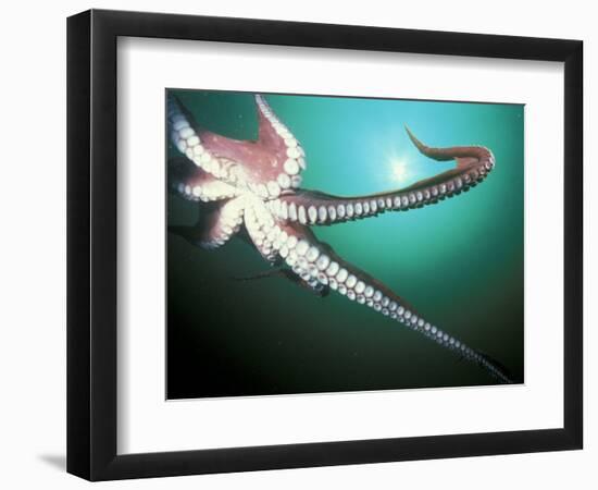 Giant Pacific Octopus, Pacific Northwest, USA-Stuart Westmoreland-Framed Photographic Print